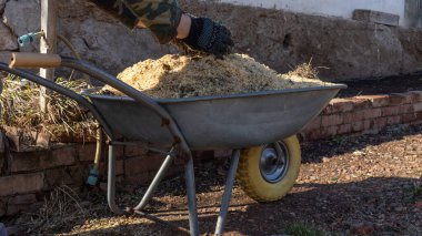 hands in work gloves throw sawdust on a one-wheeled cart. bright colors of the spring sun, work clothes, kitchen garden clipart