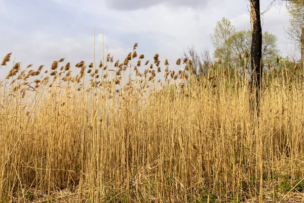 Renkli dramatik bir sahne ve kontrastlı sarı parlak geçen yılın bitkileri insan gelişiminde ve bulutlu gökyüzünde. Kimse yok. 