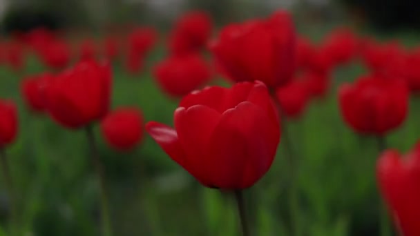 Kukat puistossa lähietäisyydeltä keinua tuulessa — kuvapankkivideo