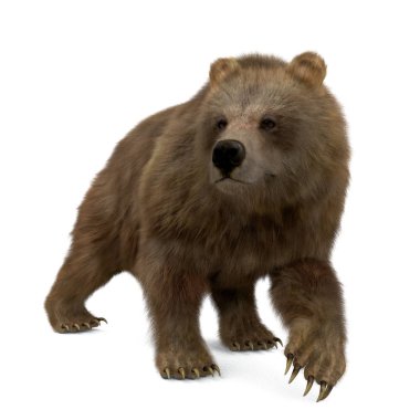 3D kahverengi ayı, beyaz arka planda izole edilmiş.