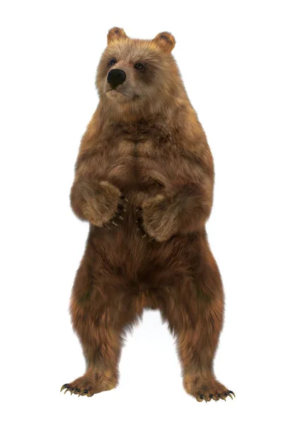 3D коричневий ведмідь стоїть на двох задніх ногах, ізольований на білому тлі — стокове фото