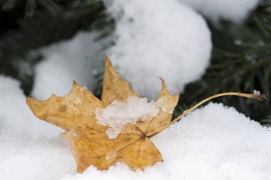 Ağaçların üzerinde ilk kar ve sarı yaprak. Mevsim değişikliği kış sonbaharda. Yakın çekim