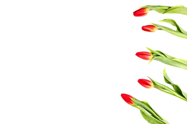 Цветы тюльпана образуют рамку на белом фоне с копировальным пространством — стоковое фото