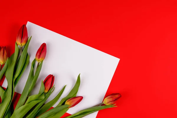 Весенний тюльпан цветы и бумажная карточка на красном фоне . — стоковое фото