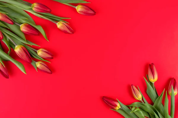 Våren blommor tulpaner ram på röd bakgrund — Stockfoto