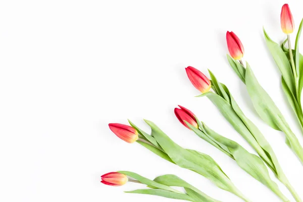 Тюльпаны в углу рамки на белом фоне — стоковое фото