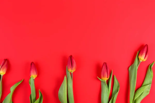 Красные тюльпаны расположены на красном фоне — стоковое фото