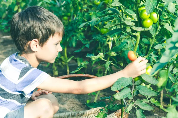 Feliz niño recogiendo verduras frescas en el jardín en el día de verano. Familia, saludable, jardinería, concepto de estilo de vida — Foto de Stock