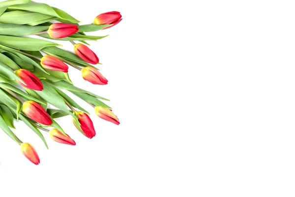 Весенние цветы тюльпаны в углу рамки на белом фоне — стоковое фото