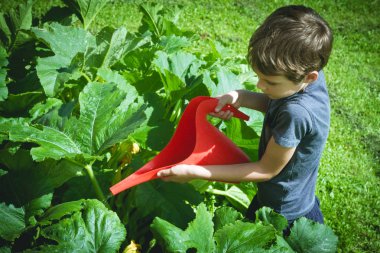 Küçük çocuk bahçesinde sebze sulama.
