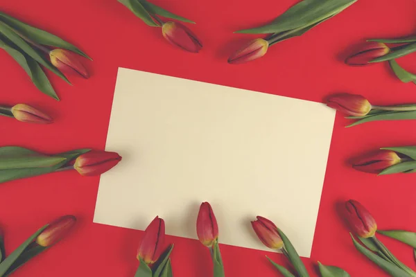 Flores de tulipán de primavera y tarjeta de papel sobre fondo rojo . — Foto de Stock