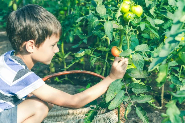 Feliz niño recogiendo verduras frescas en el jardín en el día de verano. Familia, saludable, jardinería, concepto de estilo de vida — Foto de Stock