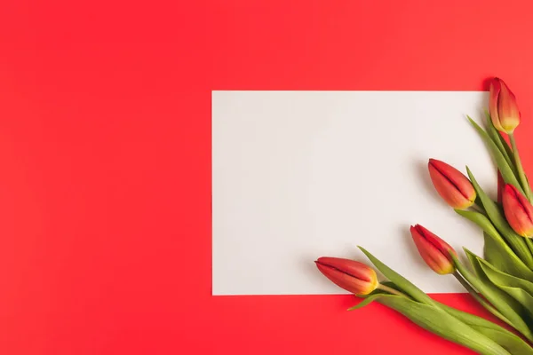 Весенние тюльпаны цветы и бумажная карточка на красном фоне . — стоковое фото
