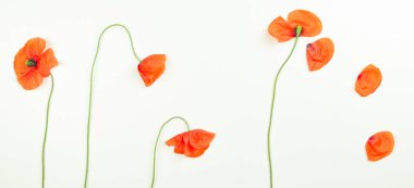 Kırmızı alan haşhaş çiçekleri ve yaprakları beyaz arka plan üzerinde.