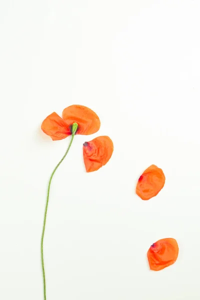 Piros mezőben Pipacsok virágok és szirmok fehér háttér. — Stock Fotó