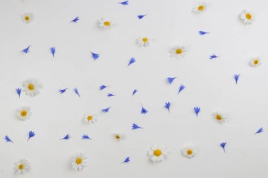 Beyaz arka plan papatya çiçekler ve Peygamber yaprakları desenine. Düz yatıyordu, en iyi görünümü