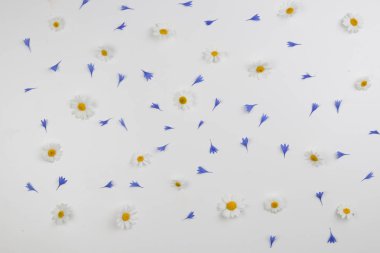 Beyaz arka plan papatya çiçekler ve Peygamber yaprakları desenine. Düz yatıyordu, en iyi görünümü