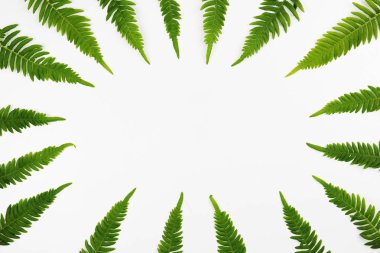 Fern dalları desen beyaz arka plan üzerinde.