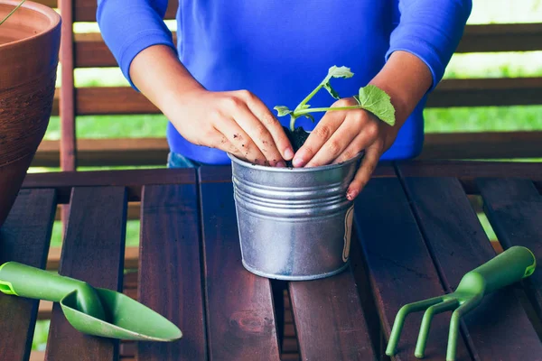 Barn händer plantering unga plantan växt i potten — Stockfoto