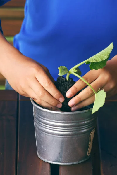 Dziecko ręce sadzenia roślin młoda sadzonka w doniczce — Zdjęcie stockowe