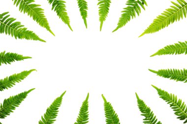 Fern dalları desen beyaz arka plan üzerinde.