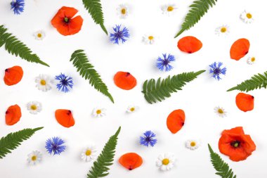 Kırmızı alan poppies, papatyalar, Peygamber ve beyaz zemin üzerine yeşil yaprakları desen.
