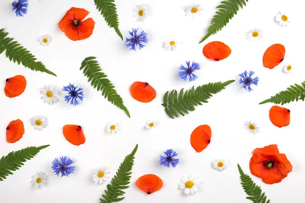 Kırmızı alan poppies, papatyalar, Peygamber ve beyaz zemin üzerine yeşil yaprakları desen. — Stok fotoğraf