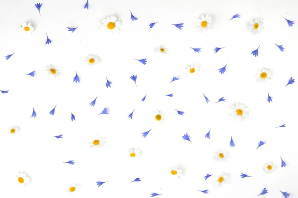 Flores Margarida e pétalas de milho padrão no fundo branco. Deitado plano, vista superior — Fotografia de Stock