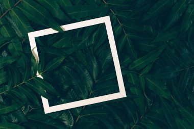 Beyaz bir çerçeve ile yeşil yaprakların yapılmış yaratıcı düzeni. Üstten Görünüm, düz yatıyordu.