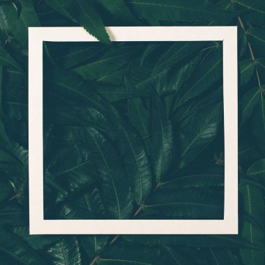 Beyaz bir çerçeve ile yeşil yaprakların yapılmış yaratıcı düzeni. Üstten Görünüm, düz yatıyordu.