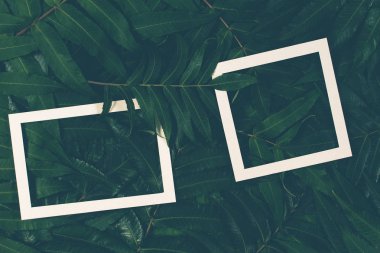 Yaratıcı düzeni iki beyaz çerçeve ile yeşil yaprakları yapılmış. Üstten Görünüm, düz yatıyordu.