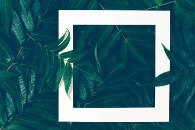 Yaprak Beyaz bir çerçeve ile yapılmış yaratıcı düzeni. Üstten Görünüm, düz yatıyordu.