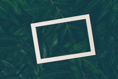 Beyaz bir çerçeve ile yeşil yaprakların yapılmış yaratıcı düzeni. Üstten Görünüm, düz yatıyordu.