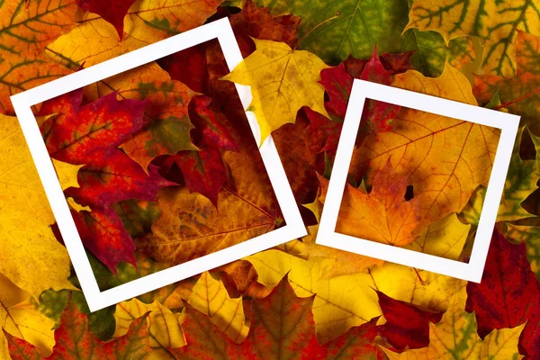 Kreatives Layout aus bunten Herbstblättern mit weißem Rahmen und leerer Karte — Stockfoto