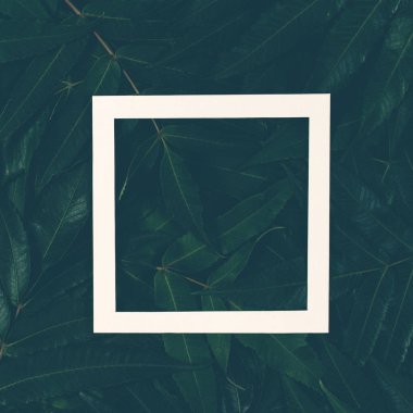 Beyaz bir çerçeve ile yeşil yaprakların yapılmış yaratıcı düzeni. Üstten Görünüm, düz yatıyordu.