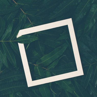 Beyaz bir çerçeve ile yeşil yaprakların yapılmış yaratıcı düzeni. Üstten Görünüm, düz yatıyordu.