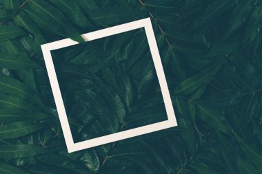 Beyaz bir çerçeve ile yeşil yaprakların yapılmış yaratıcı düzeni. Üstten Görünüm, düz yatıyordu.