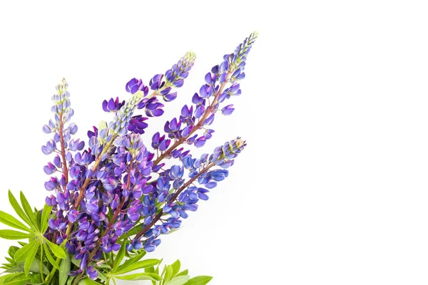 Bouquet of lupines on white background. — Stock Photo, Image
