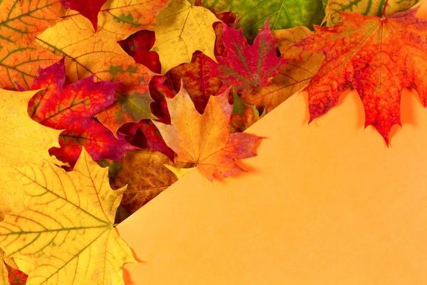 Farbenfrohe Blätter aus Herbst-Ahorn auf orangefarbenem Hintergrund mit Kopierplatz für Text. Hintergrund Herbst. — Stockfoto