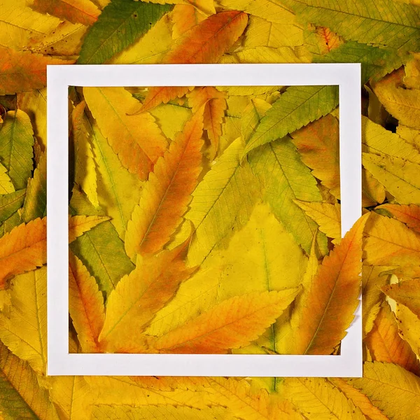Kreatives Layout aus bunten Herbstblättern mit weißem Rahmen — Stockfoto
