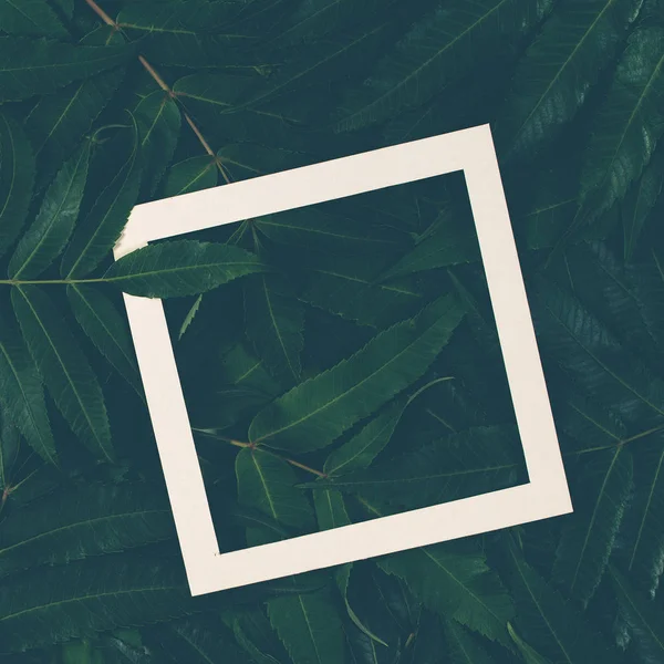 Beyaz bir çerçeve ile yeşil yaprakların yapılmış yaratıcı düzeni. Üstten Görünüm, düz yatıyordu.