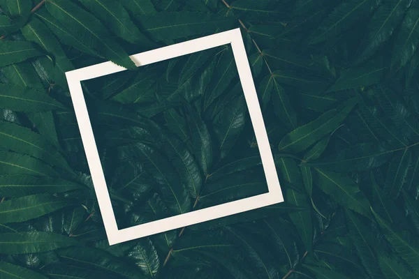 Beyaz bir çerçeve ile yeşil yaprakların yapılmış yaratıcı düzeni. Üstten Görünüm, düz yatıyordu.
