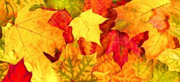 Hojas de otoño rojas, amarillas y naranjas banner fondo . Imagen de archivo