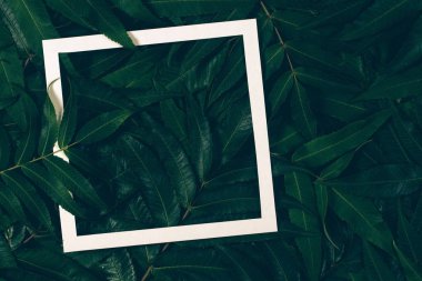 Yaratıcı düzen beyaz kağıt çerçeve ile yeşil yaprakları yapılmış. Üstten Görünüm, düz yatıyordu.