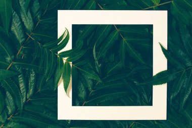 Beyaz çerçeve ile yaratıcı düzeni yapılmış renkli sonbahar sonbahar yaprakları