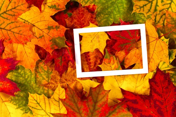 Kreatives Layout aus bunten Herbstblättern mit weißem Leerrahmen — Stockfoto