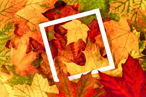 Farbenfrohe Herbstblätter mit leerem weißen Rahmen — Stockfoto