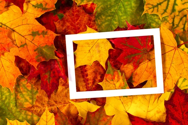 Kreatives Layout aus bunten Herbstblättern mit weißem Leerrahmen — Stockfoto