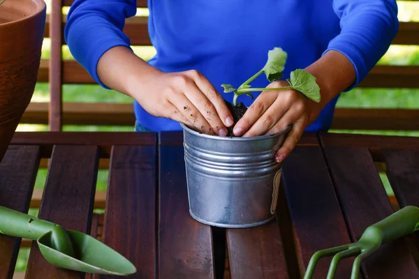 Manos de niño plantando planta de plántulas jóvenes en la maceta — Foto de Stock