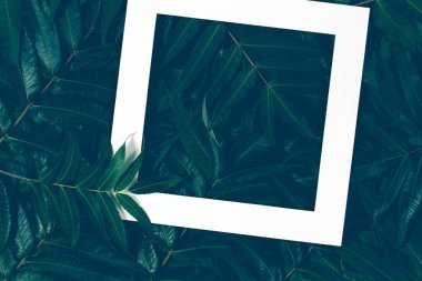 Yaprak Beyaz bir çerçeve ile yapılmış yaratıcı düzeni. Üstten Görünüm, düz yatıyordu.